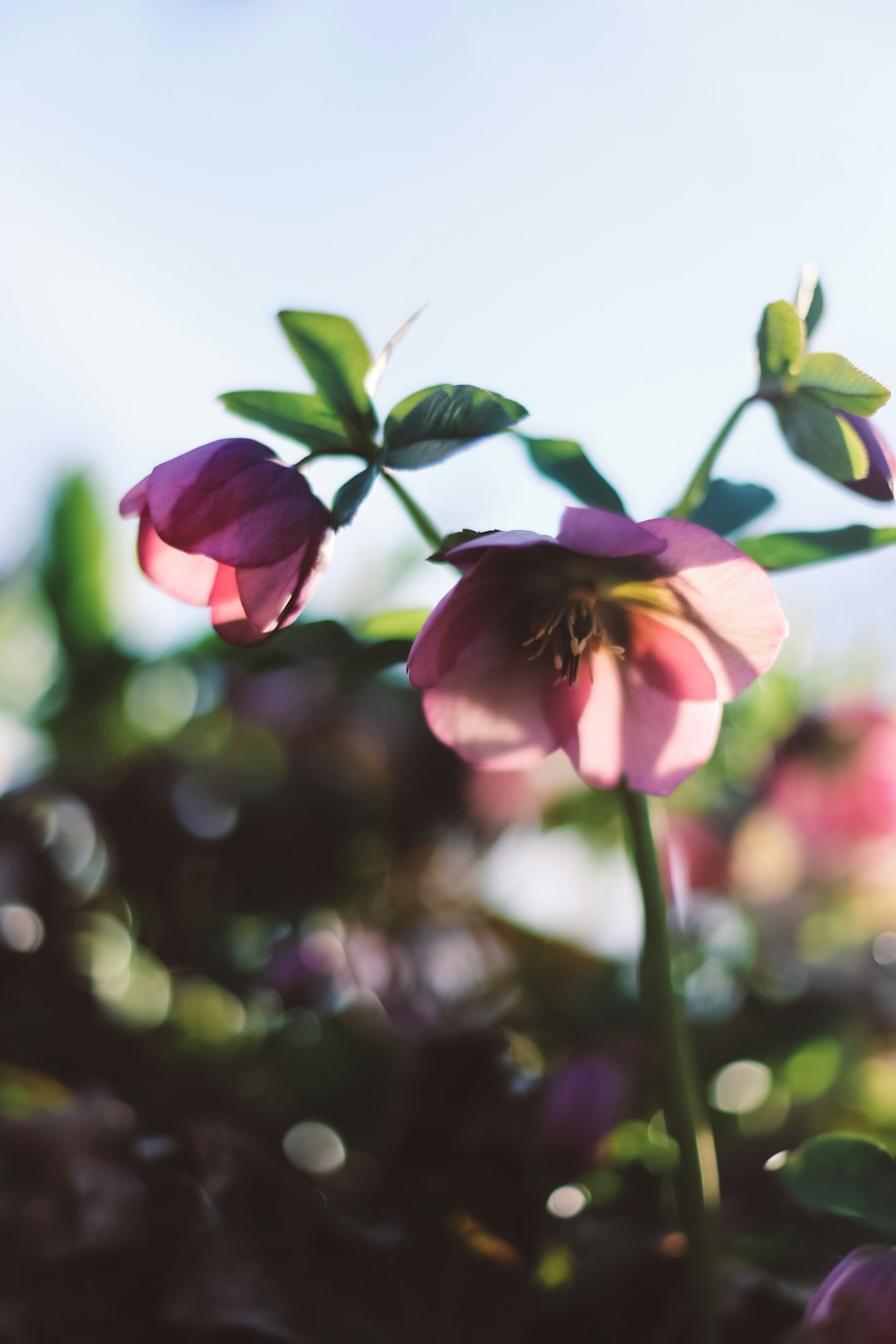 pink flower in tilt shift lens