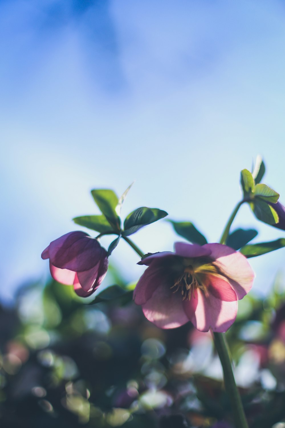 pink flower in tilt shift lens