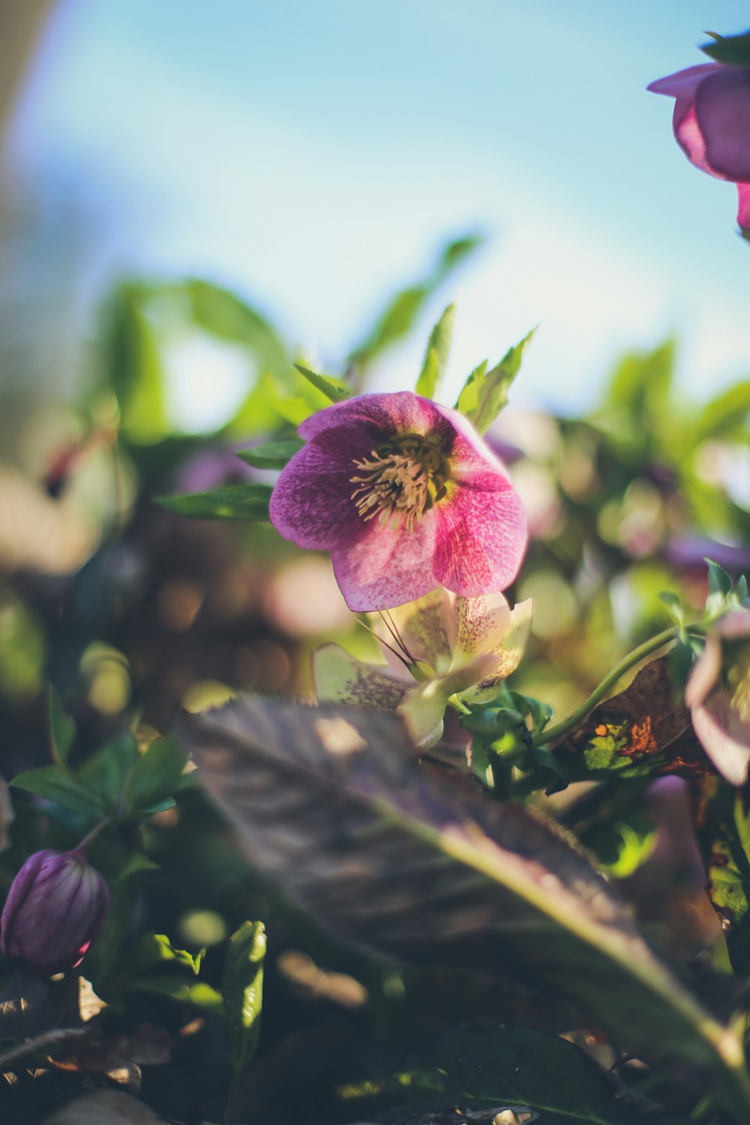 pink flower in tilt shift lens