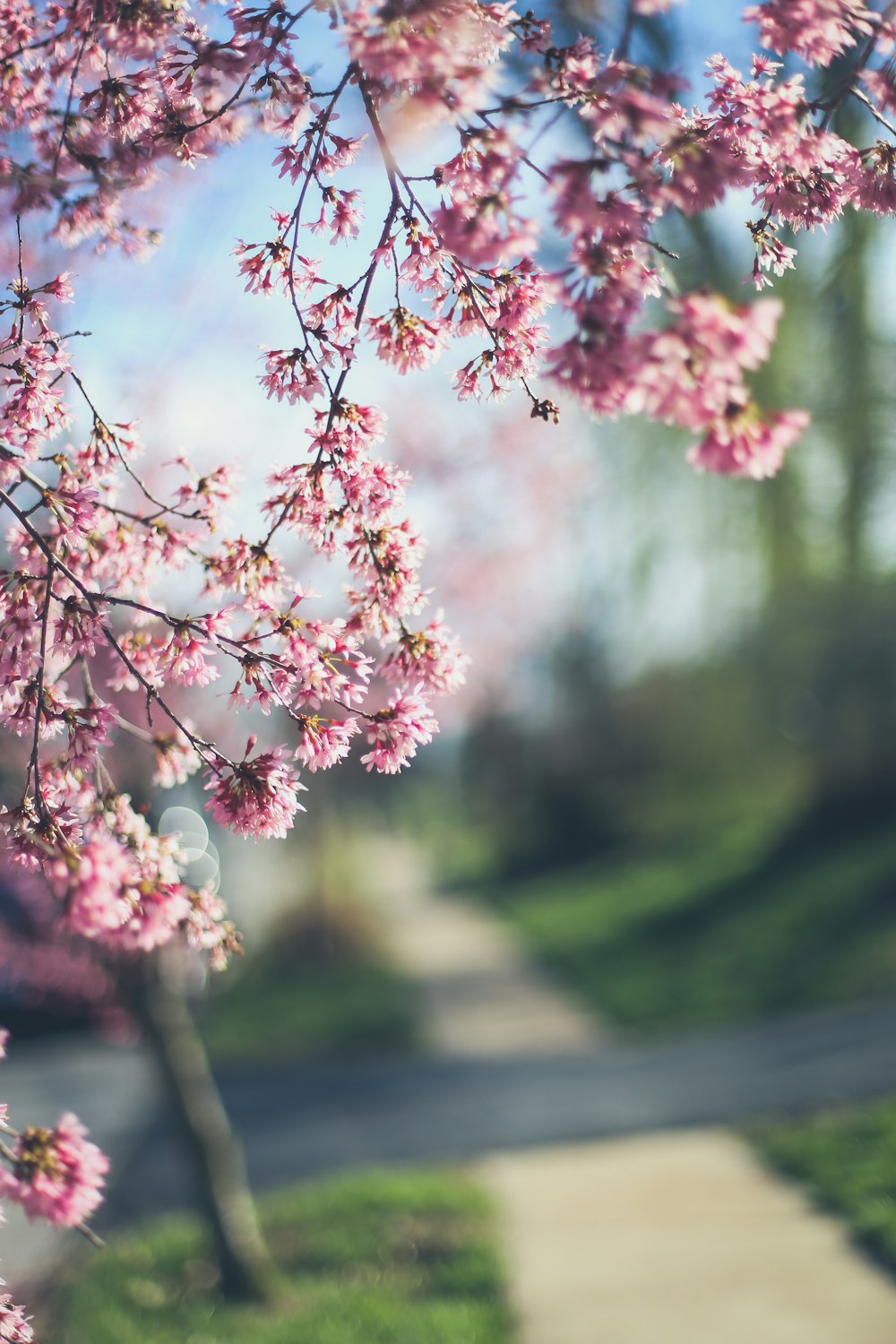 pink and white flowers in tilt shift lens