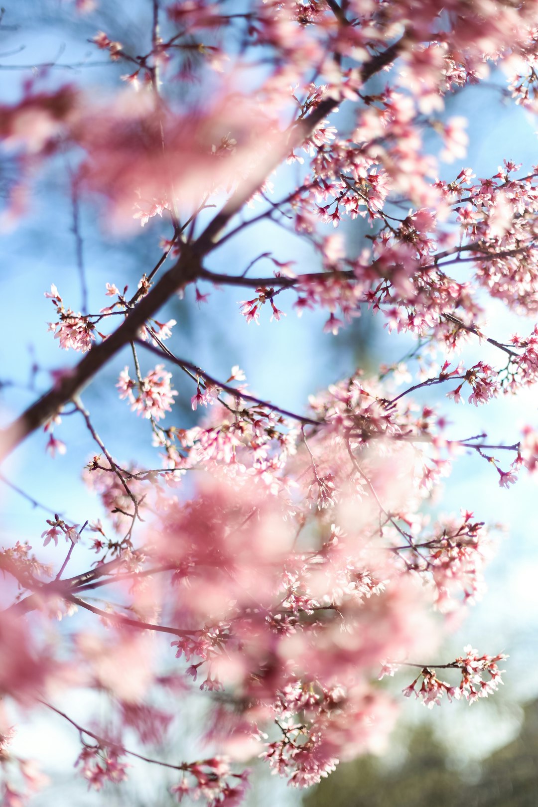 white cherry blossom tree under blue sky during daytime