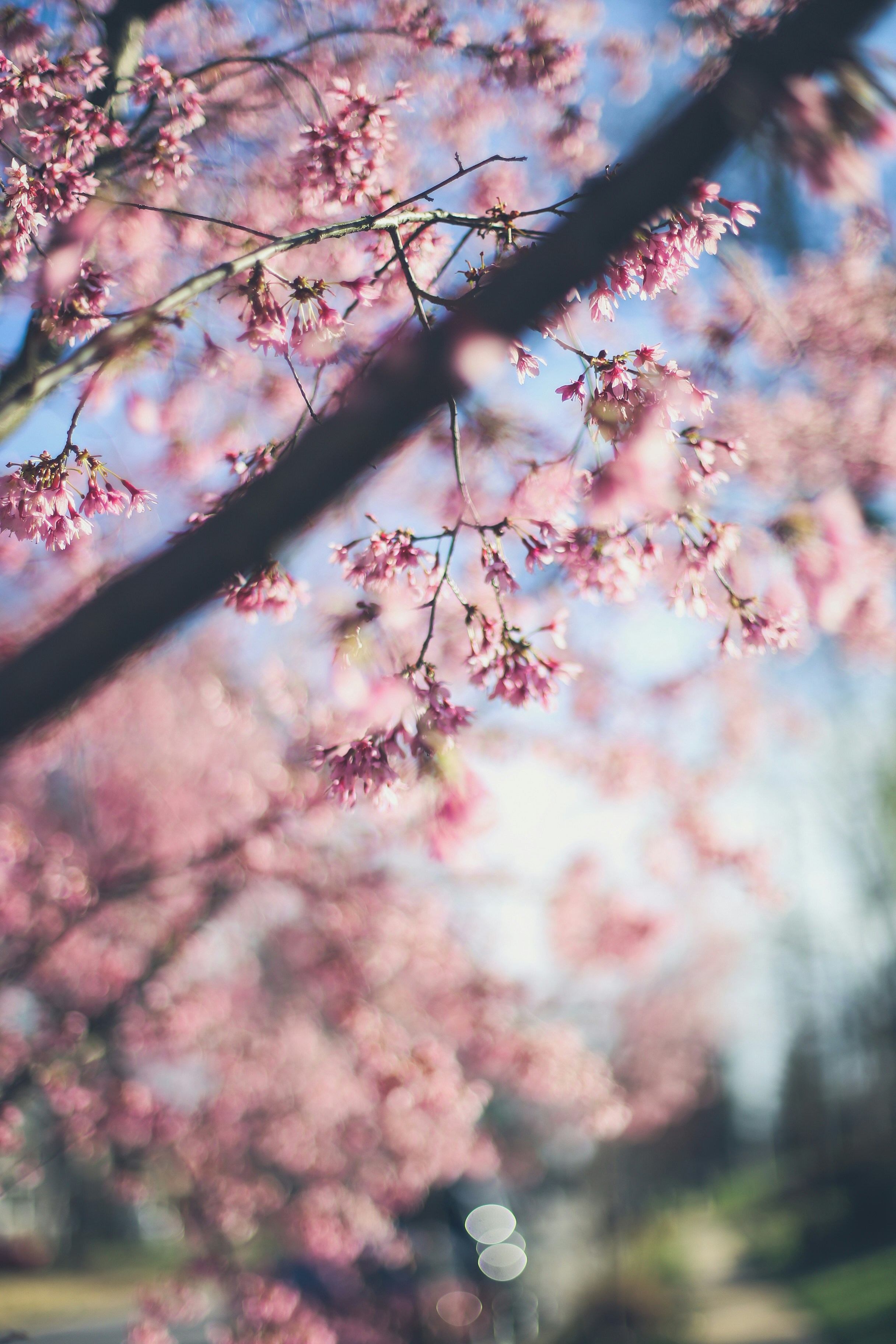 クローズ アップ写真でピンクの桜の写真 Unsplashで見つけるライトの無料写真