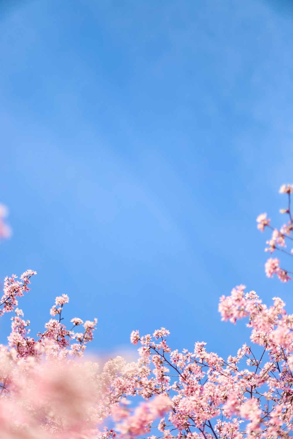 昼間の青空に映える白桜