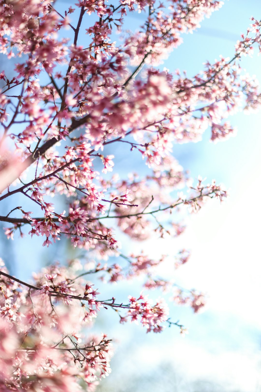 white cherry blossom tree during daytime