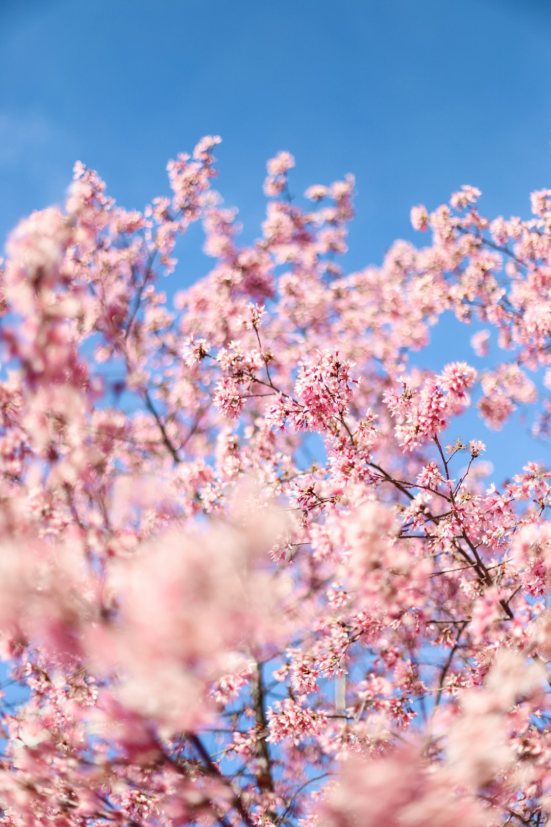 white cherry blossom under blue sky during daytime