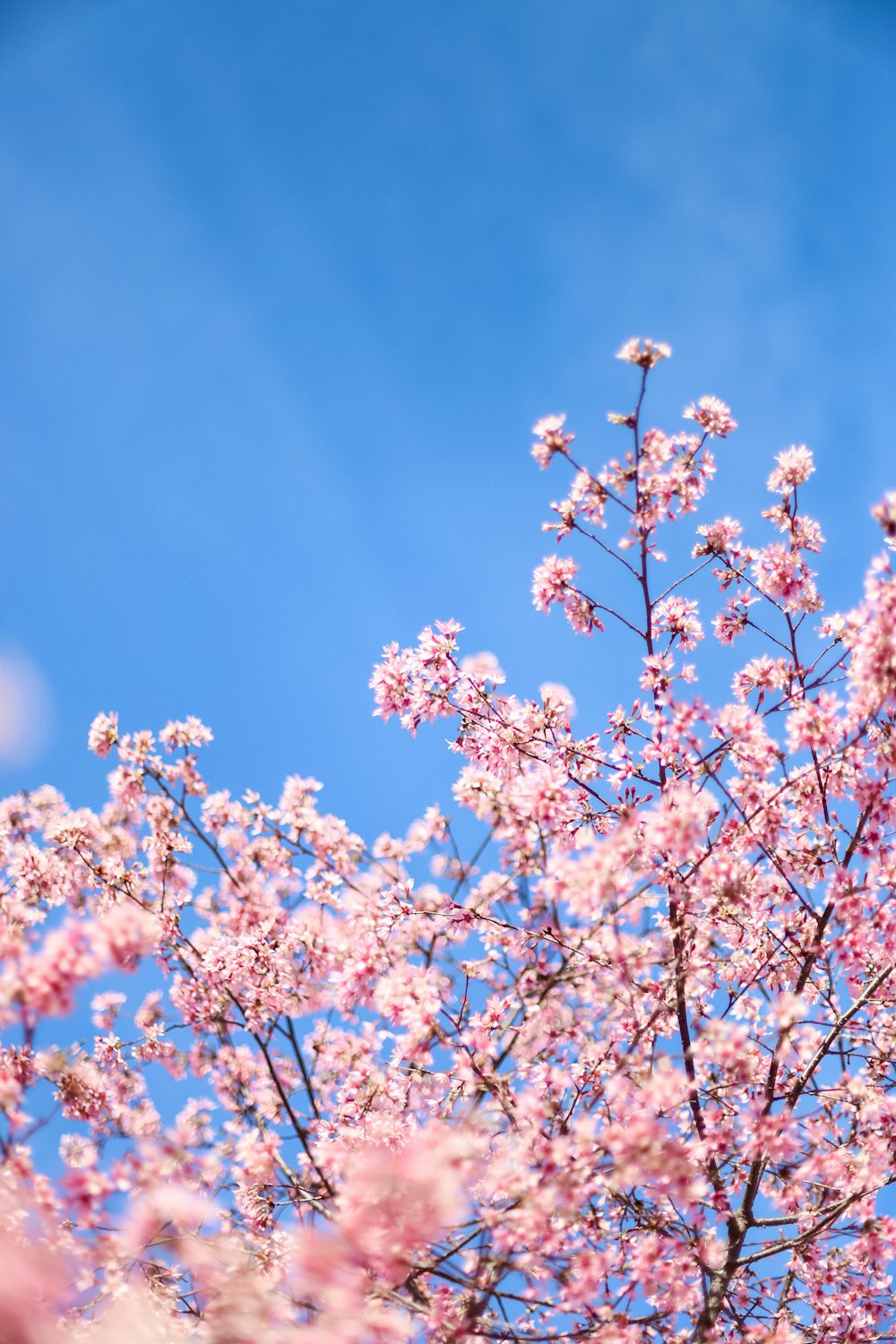 white cherry blossom under blue sky during daytime