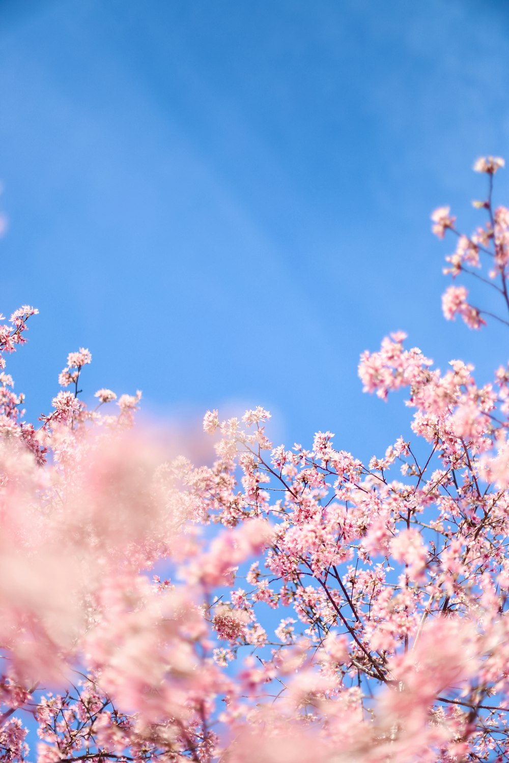 white cherry blossom under blue sky during daytime