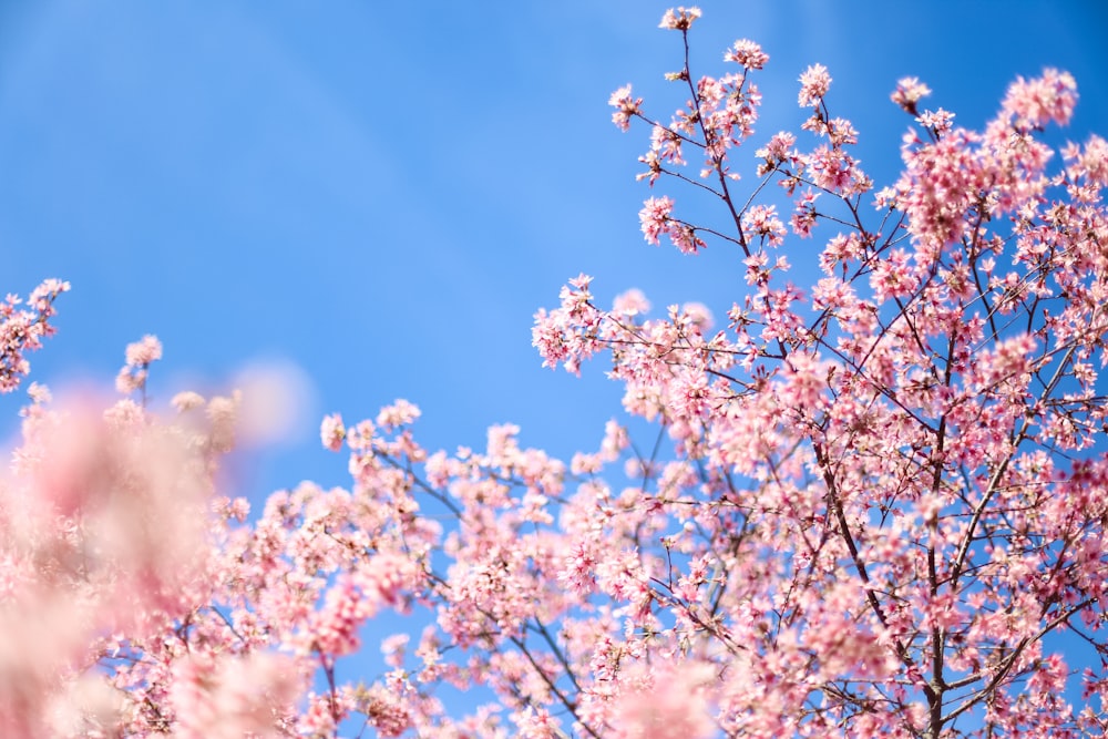 pink cherry blossom under blue sky during daytime