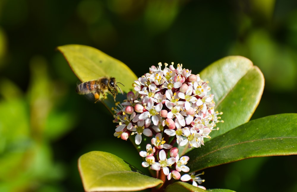 brown bee on white and pink flower buds
