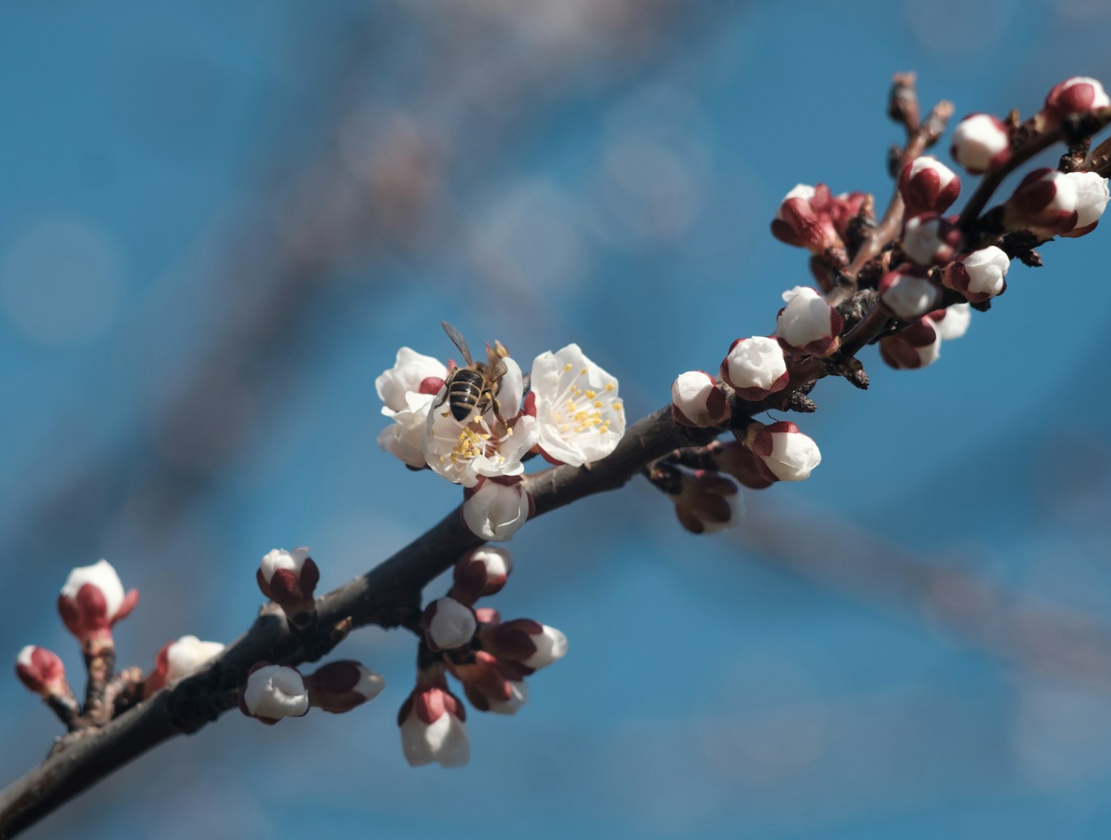 Spring in Turkey in April