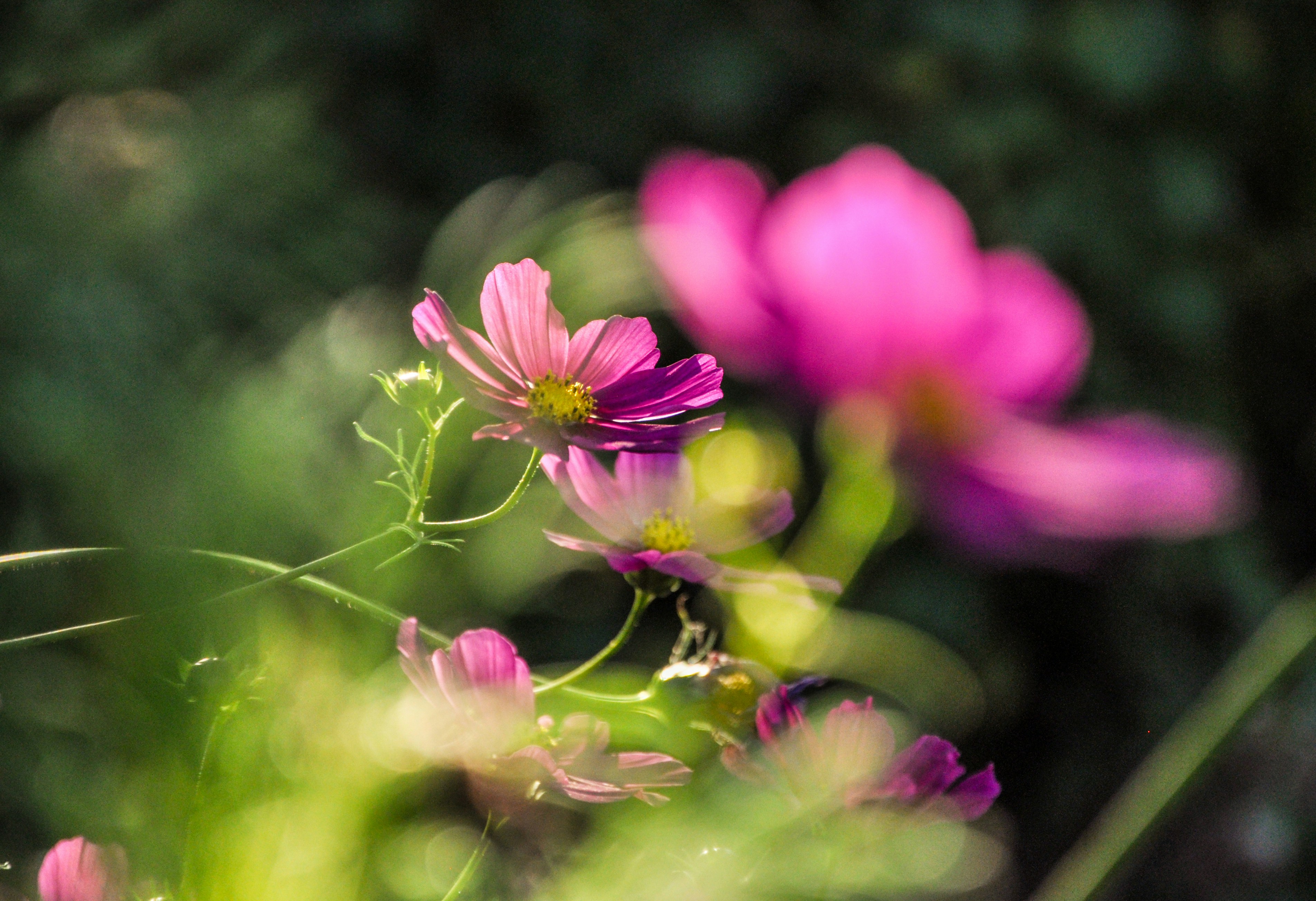 Photo by henrykfoto66