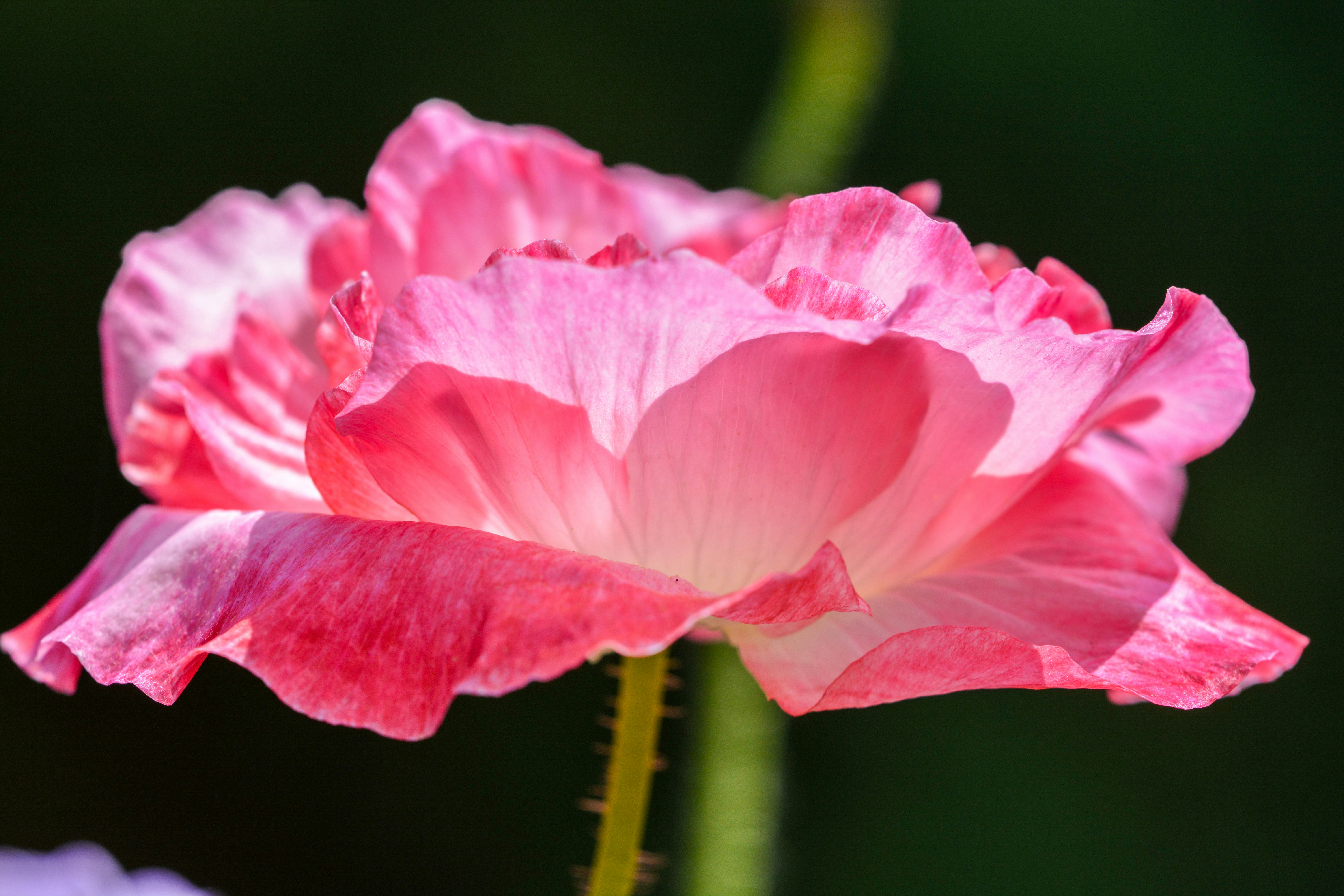 Photo by henrykfoto66