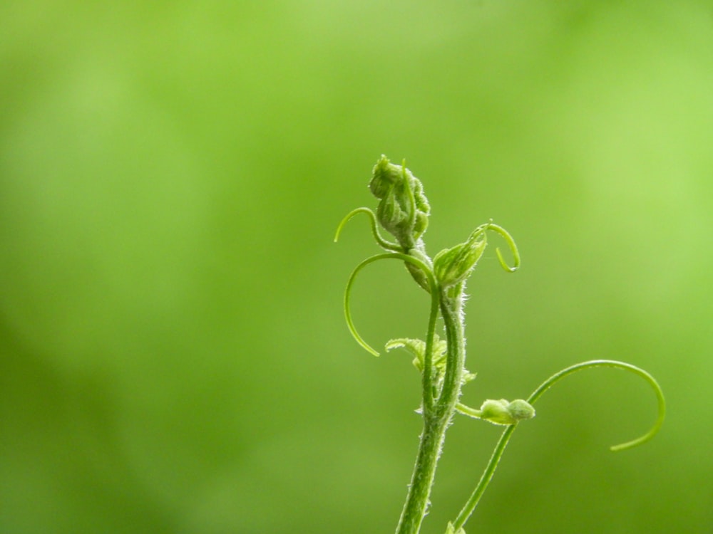 green plant in macro lens