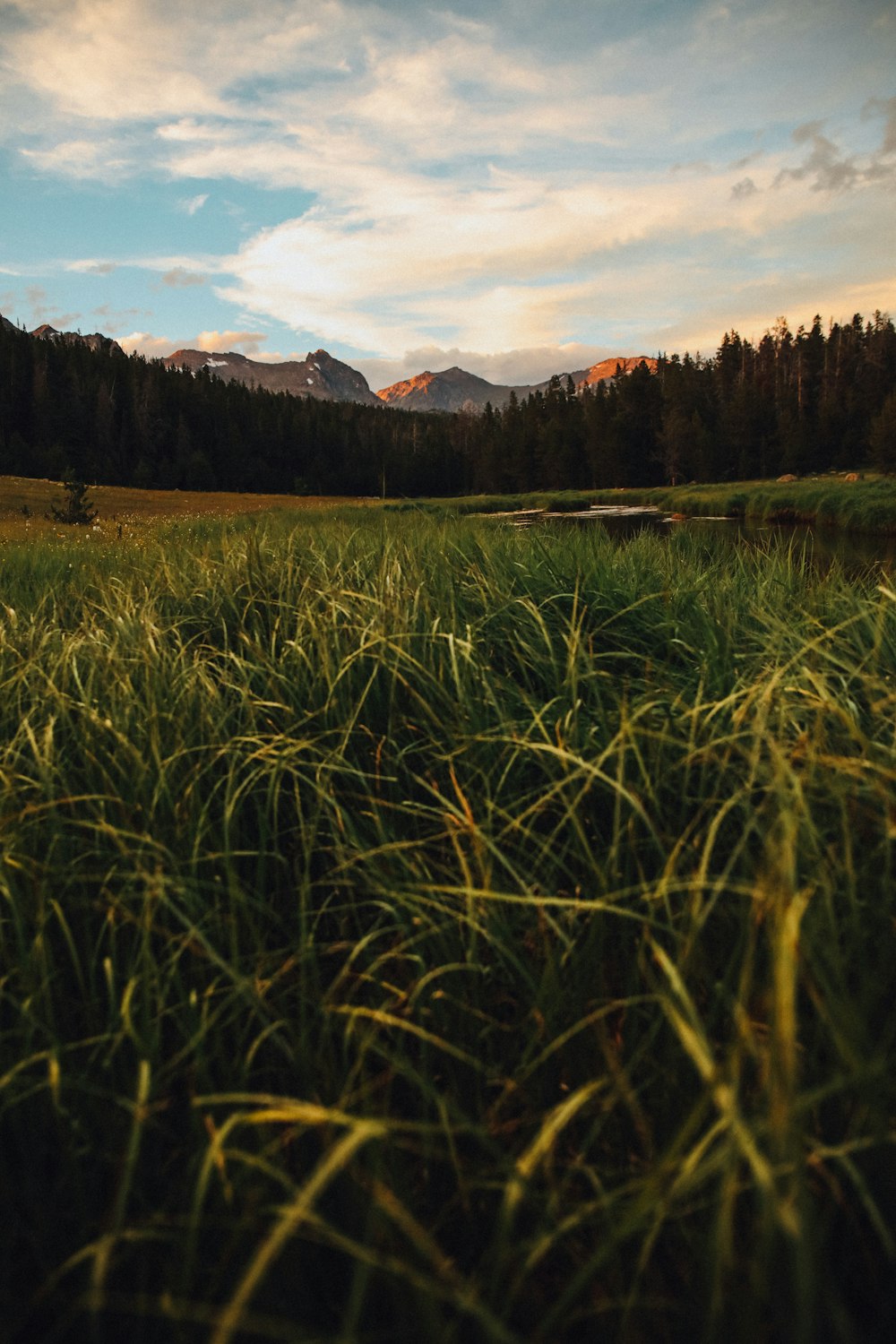 green grass field near green trees and mountain during daytime