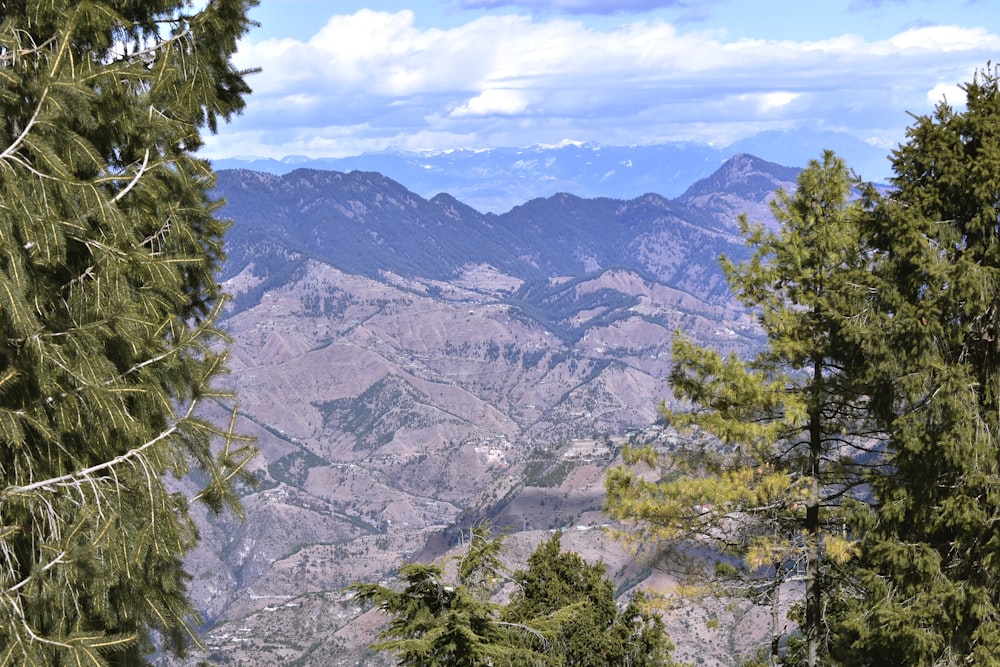 green trees on mountain during daytime