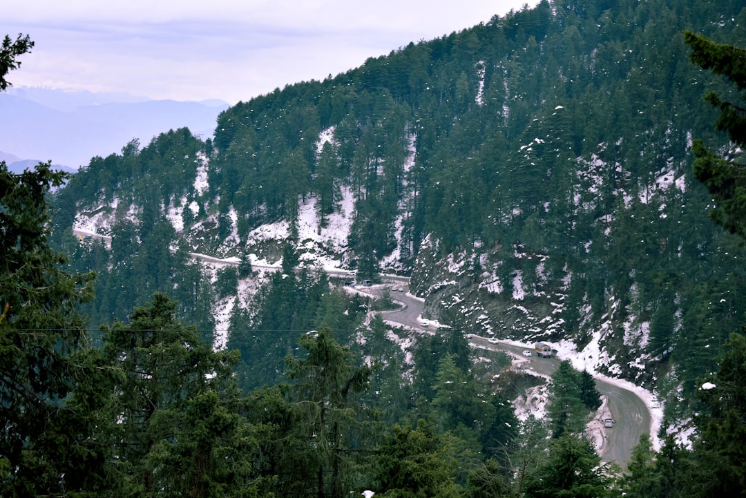 Tropical and subtropical coniferous forests photo spot Kufri Himachal Pradesh