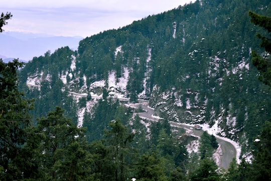 photo of Kufri Tropical and subtropical coniferous forests near Himachal Pradesh