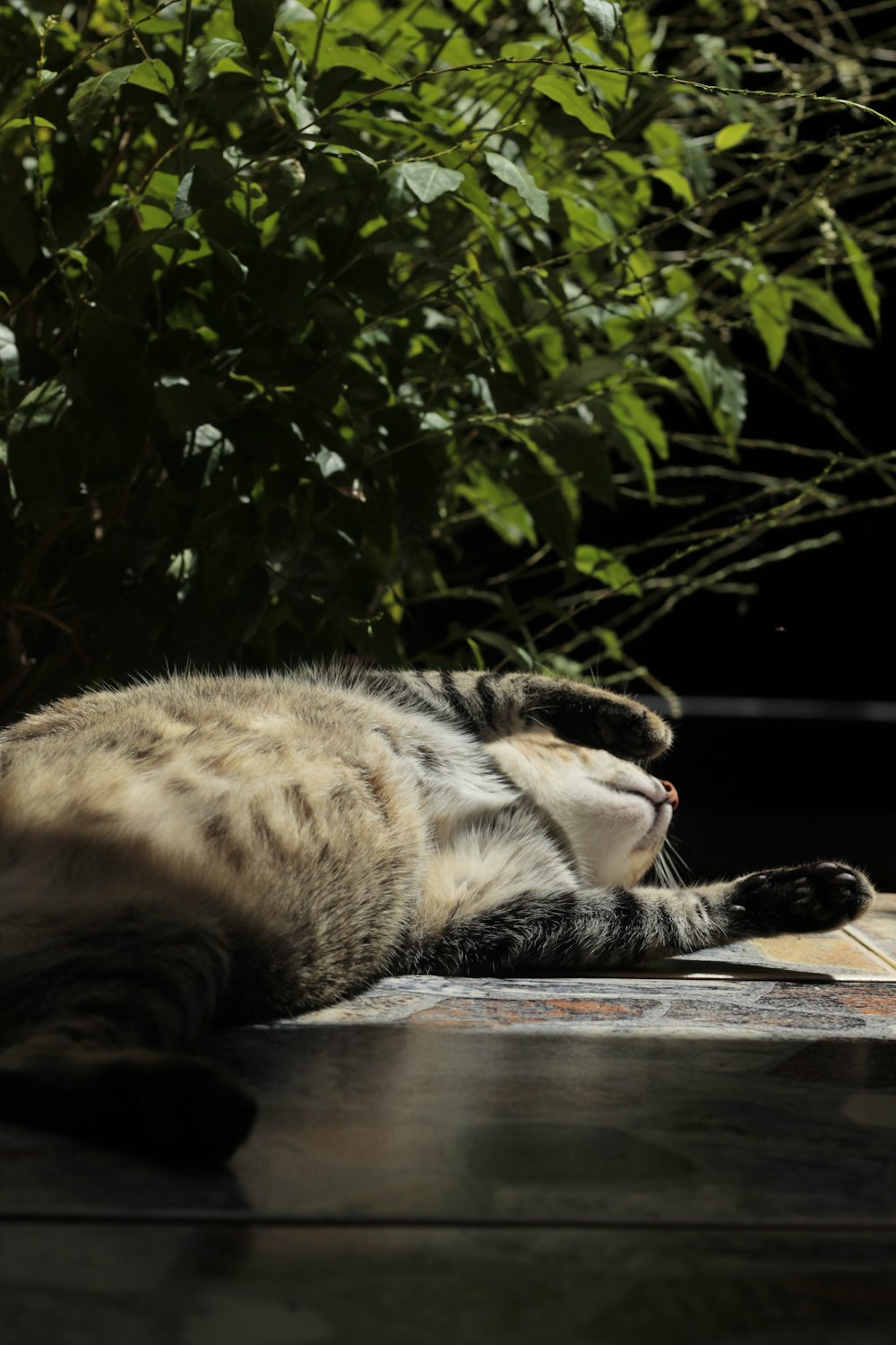 brown tabby cat lying on wooden floor