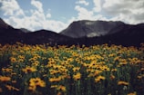 A sunny open field with wildflowers and a distant mountain range.