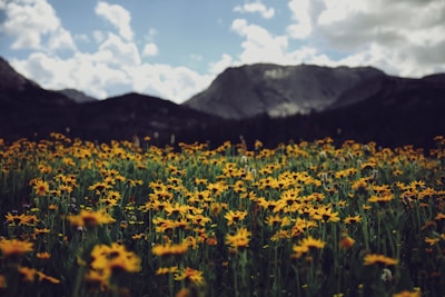 A sunny open field with wildflowers and a distant mountain range.