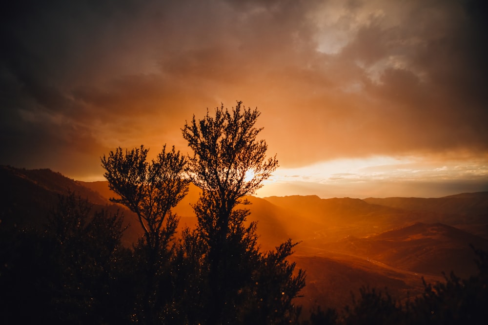 silhouette of trees during sunset