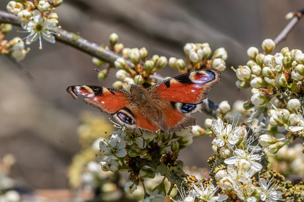 peacock butterfly perched on white flower