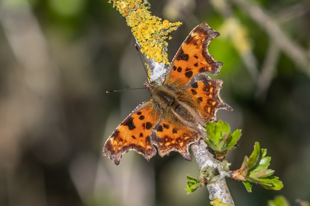 brown and black butterfly perched on yellow flower