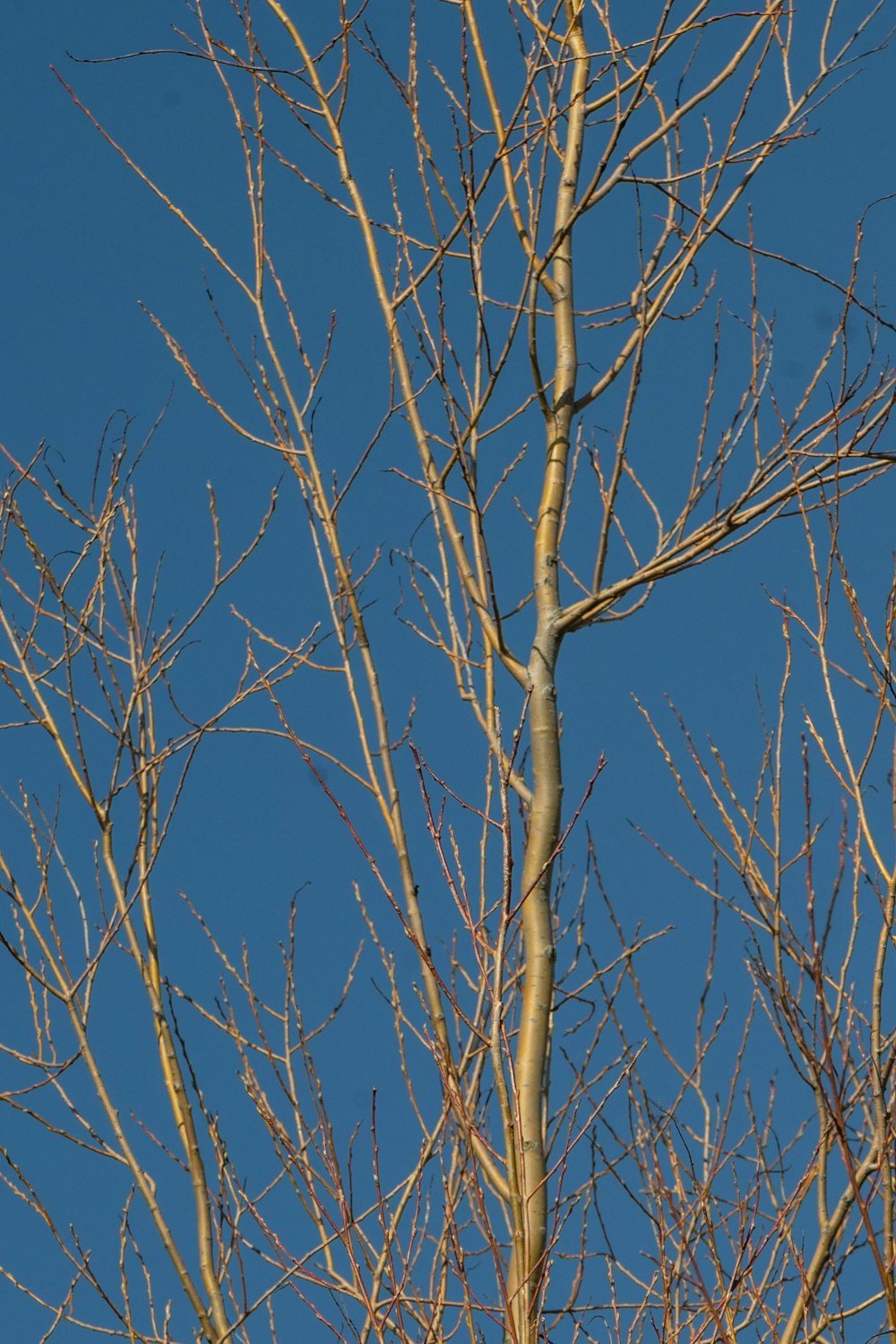 낮에는 푸른 하늘 아래 갈색 벌거벗은 나무