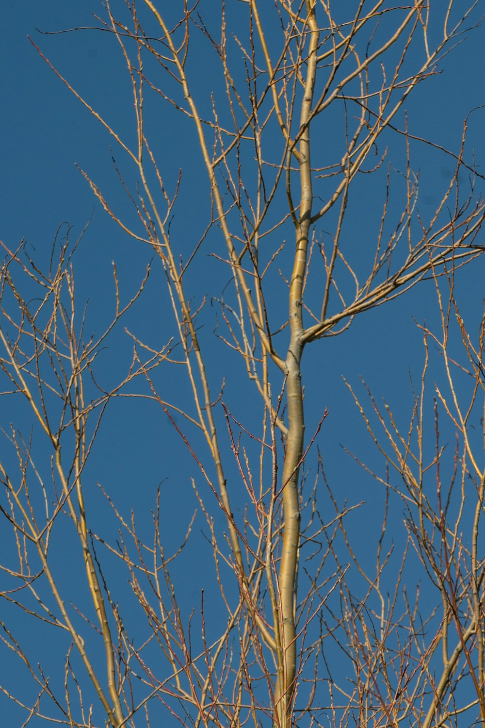 brown bare tree under blue sky during daytime