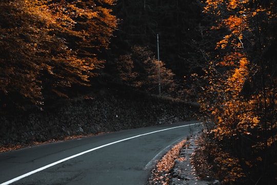 black asphalt road in between trees in Bicaz-Chei Romania