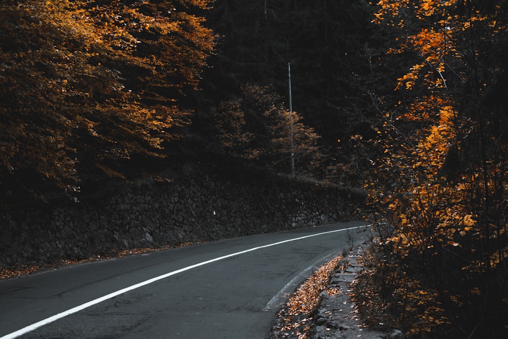 black asphalt road in between trees