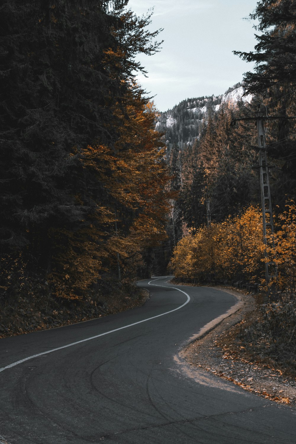 gray concrete road between trees during daytime