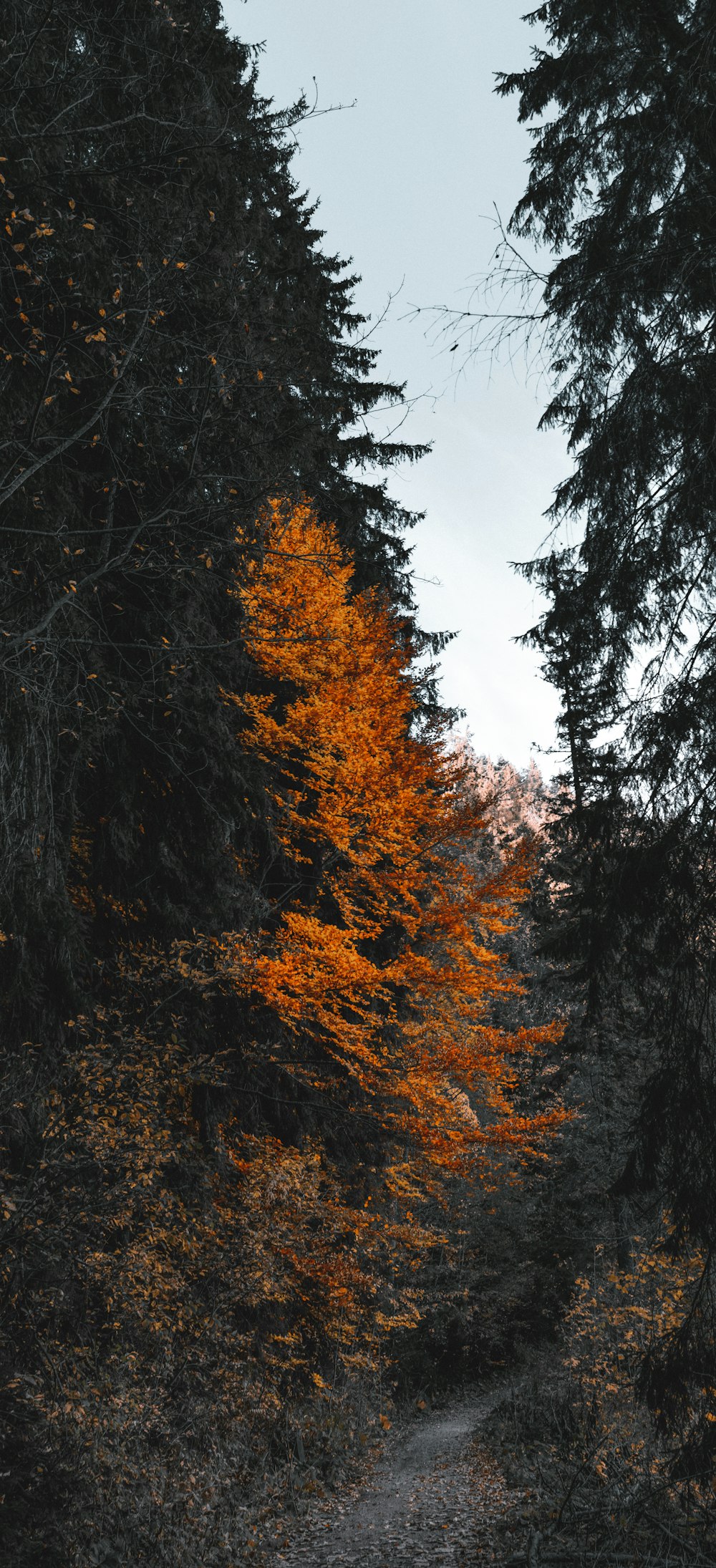 brown and green trees under blue sky during daytime