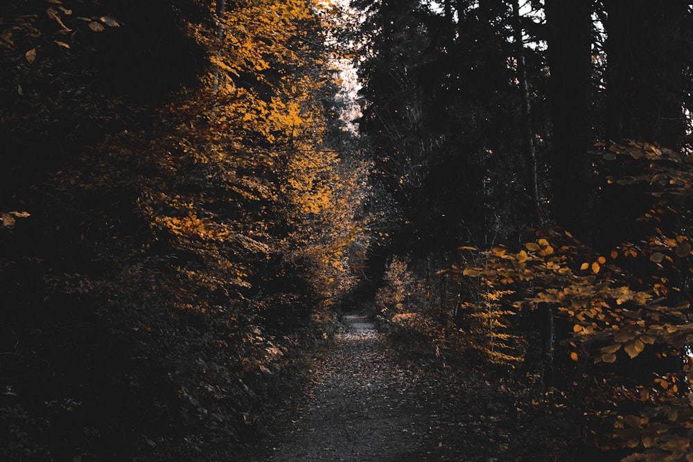 brown leaves on black asphalt road