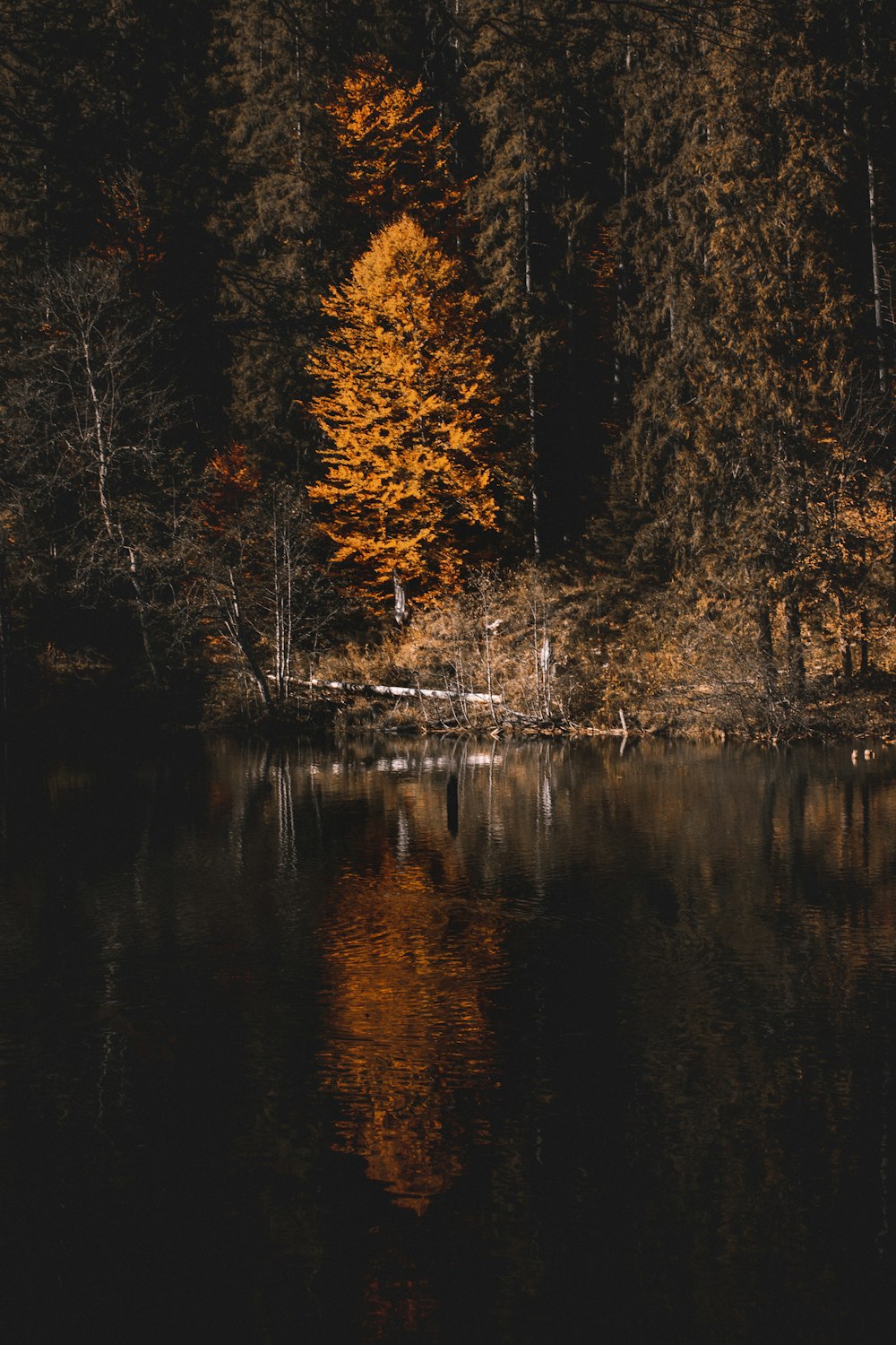 brown trees beside body of water during daytime