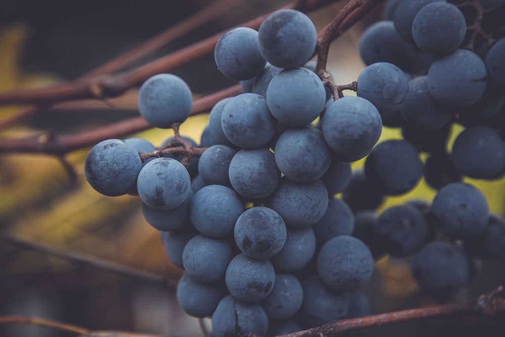 blue berries in tilt shift lens