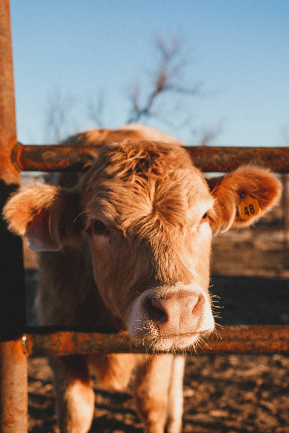 brown cow on brown field during daytime