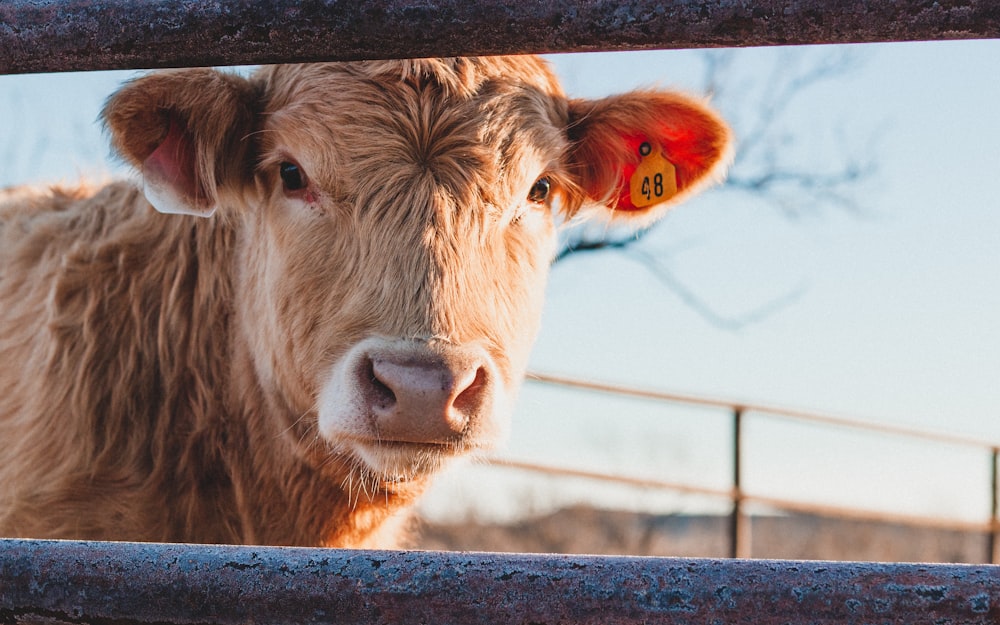 brown cow in tilt shift lens