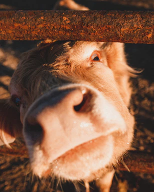 A warm close-up photo of a gentle cow looking directly at the camera in soft morning light.