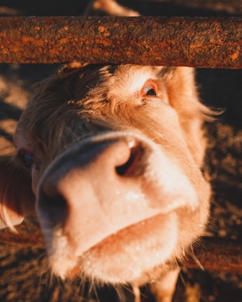 Close-up of a cow’s soft eyes reflecting trust and warmth.