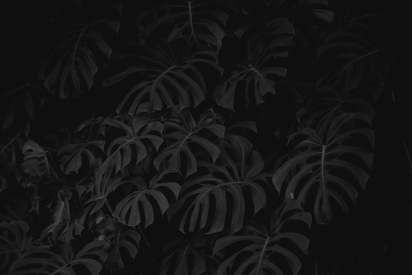 black and white leaf plant