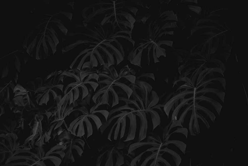 black and white leaf plant