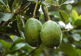 green round fruit on tree