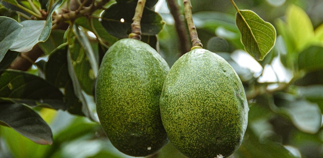 green round fruit on tree