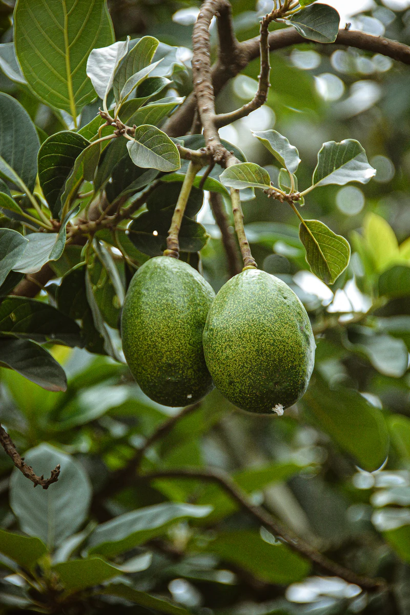 Green avocado fruit setting on a tree