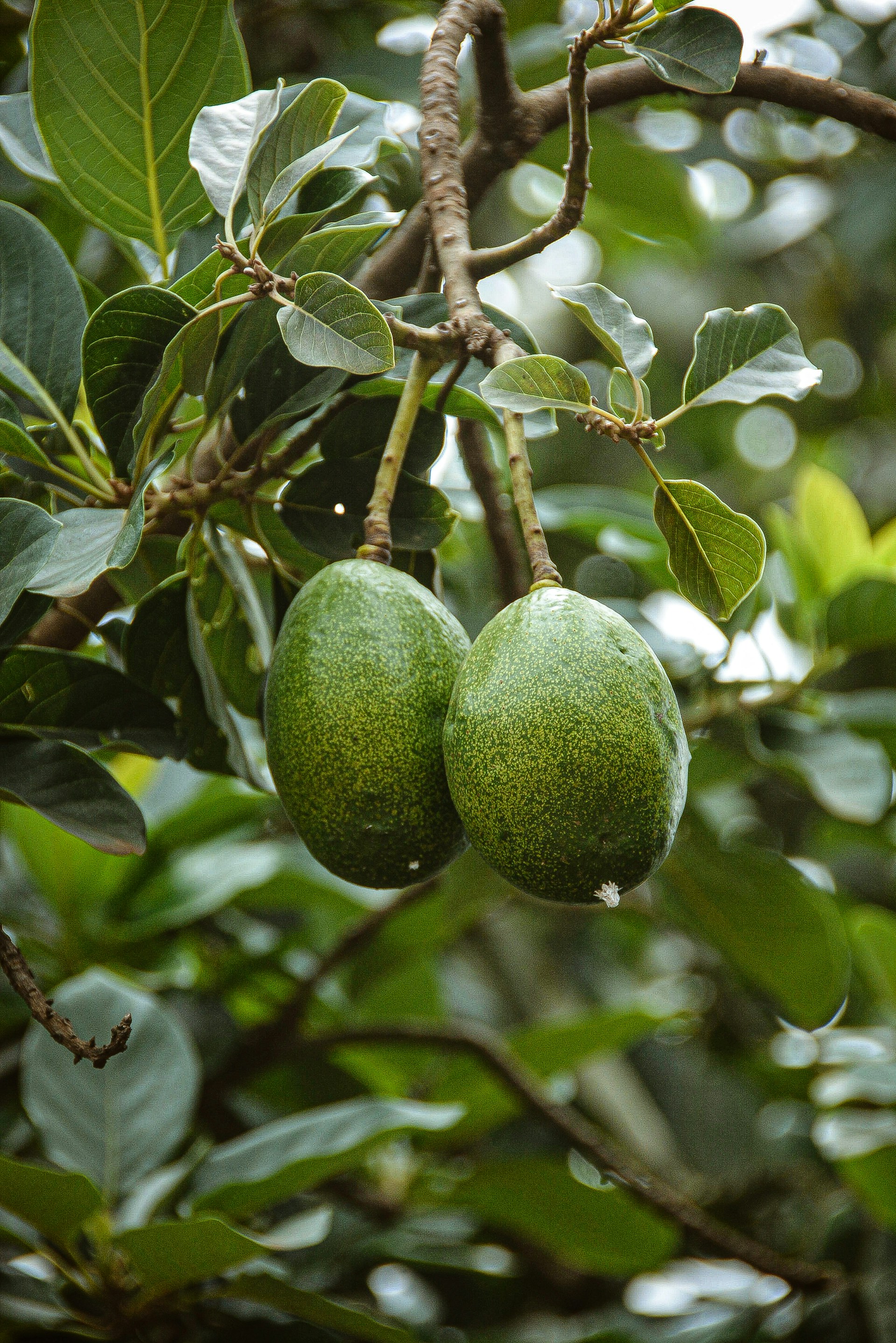 green round fruit on tree