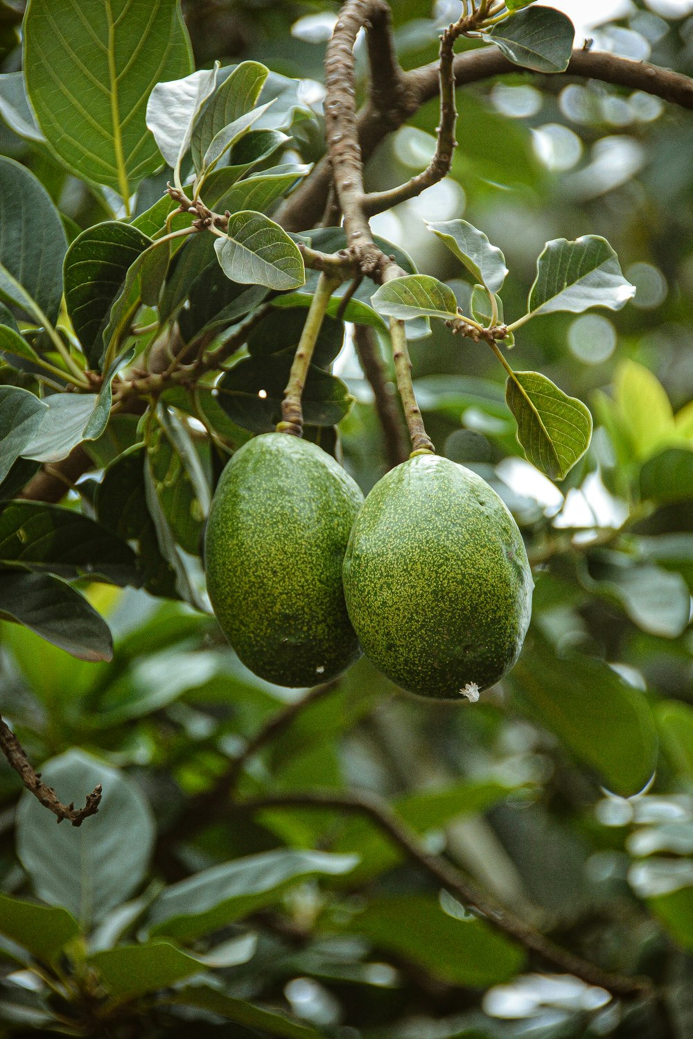 green round fruit on tree