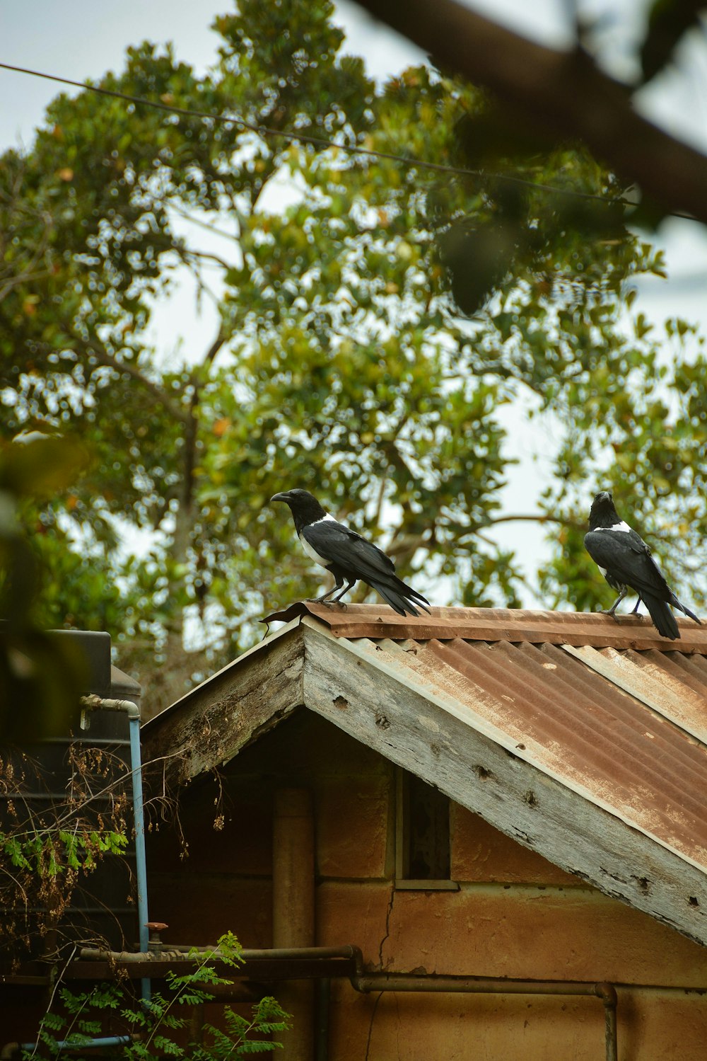 black bird on brown wooden bird house during daytime