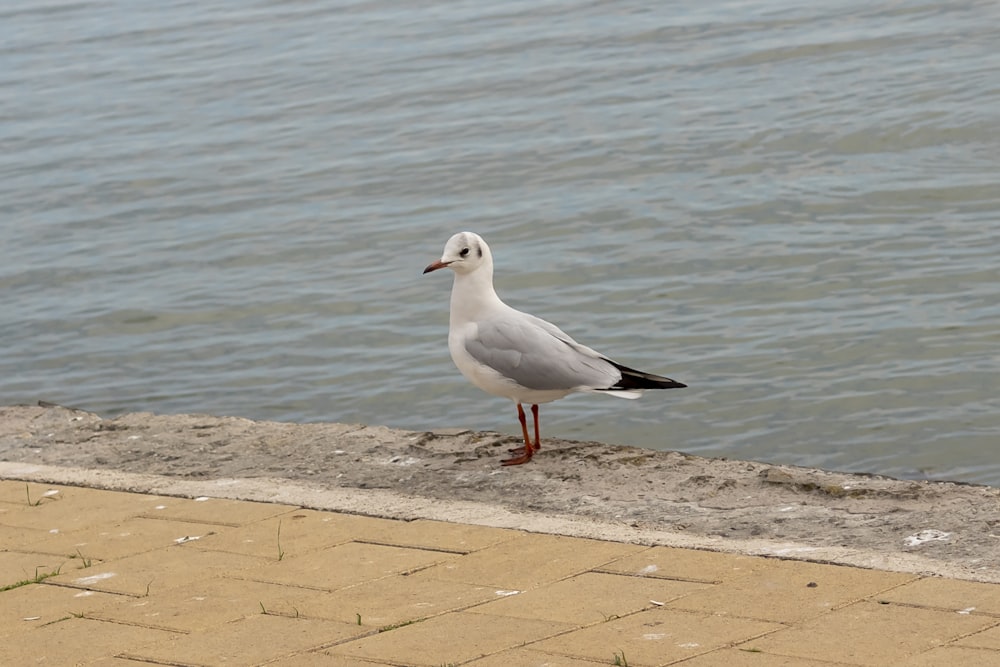 white bird on brown concrete floor near body of water during daytime