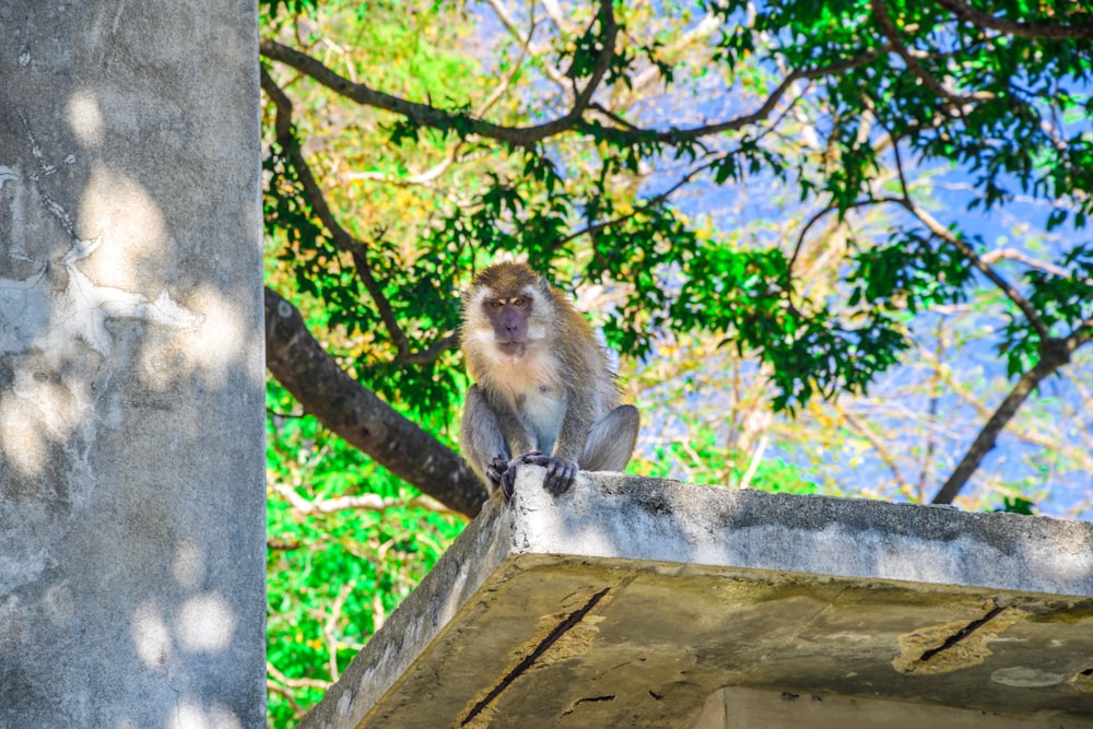 monkey sitting on gray concrete fence during daytime